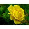 thumbnail image 2 of 30 Rare Seeds| Yellow Rose Rosa Bush Shrub Perennial Flower Seeds |BUY 4 GET 1 FREE|, 2 of 2