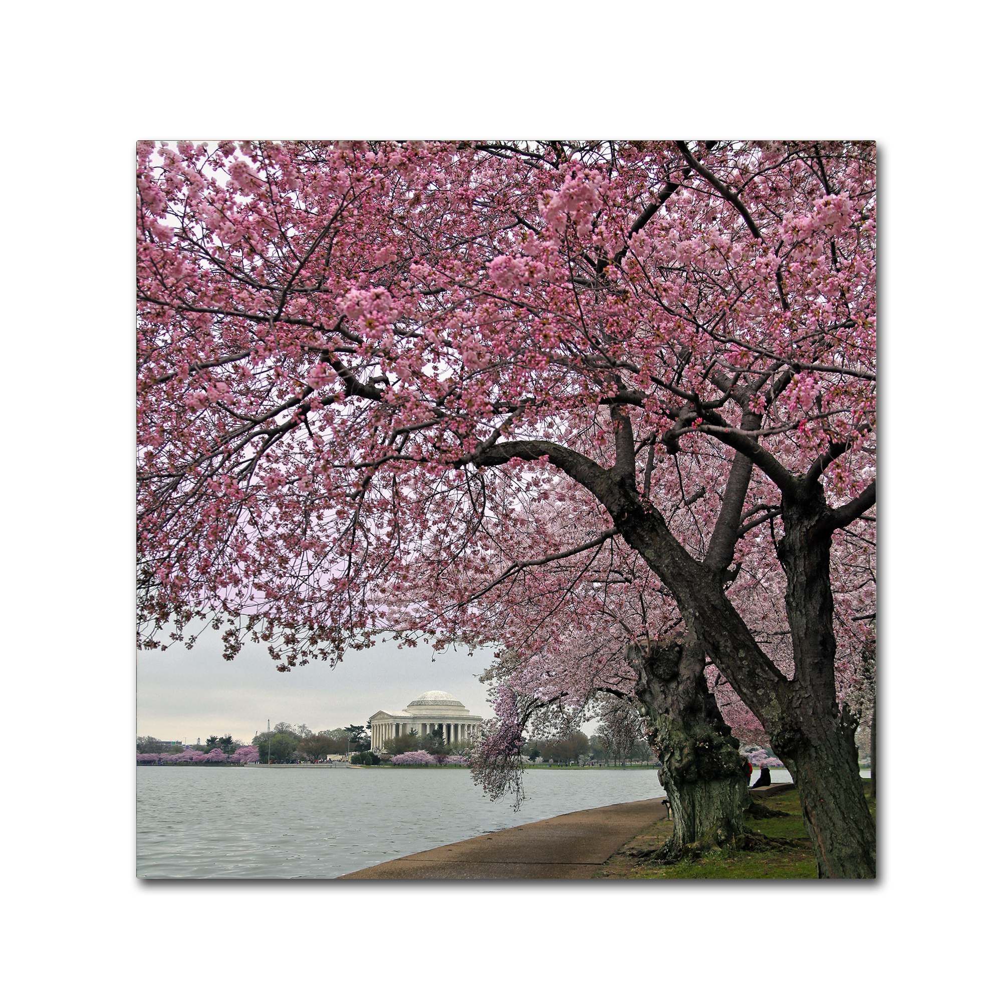 Trademark Fine Art "Tidal Basin Blossoms" Canvas Art by CATeyes