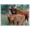 thumbnail image 3 of CafePress - Two Highland Calves With Mama Cow Women's Dark Paj - Women's Short Sleeve Print T-Shirt and Pants Dark Cotton Pajama Set, 3 of 4
