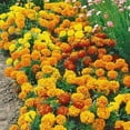thumbnail image 3 of Marigold Seeds for Planting - 1,200+ Seeds - Beautiful Multi Colored Flowers, 3 of 3