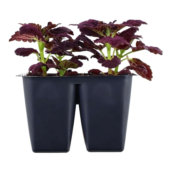 Expert Gardener 6" Purple Bicolor Coleus Live Plants in 3" Grower Pot Partial Sun 4 Pack