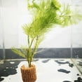 thumbnail image 3 of 1set Creative Fixed Water Plant Fixed Water Grass Fixing Home Best, 3 of 6