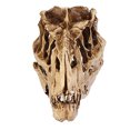 thumbnail image 3 of Lubelski Resin Crafts Dinosaur Tooth Skull Fossil Teaching Skeleton Model, 3 of 7