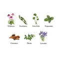 thumbnail image 2 of Dental Herb Company - *TRAVEL SIZE* - Tooth & Gums Tonic **(2 FL OZ.)**, 2 of 5