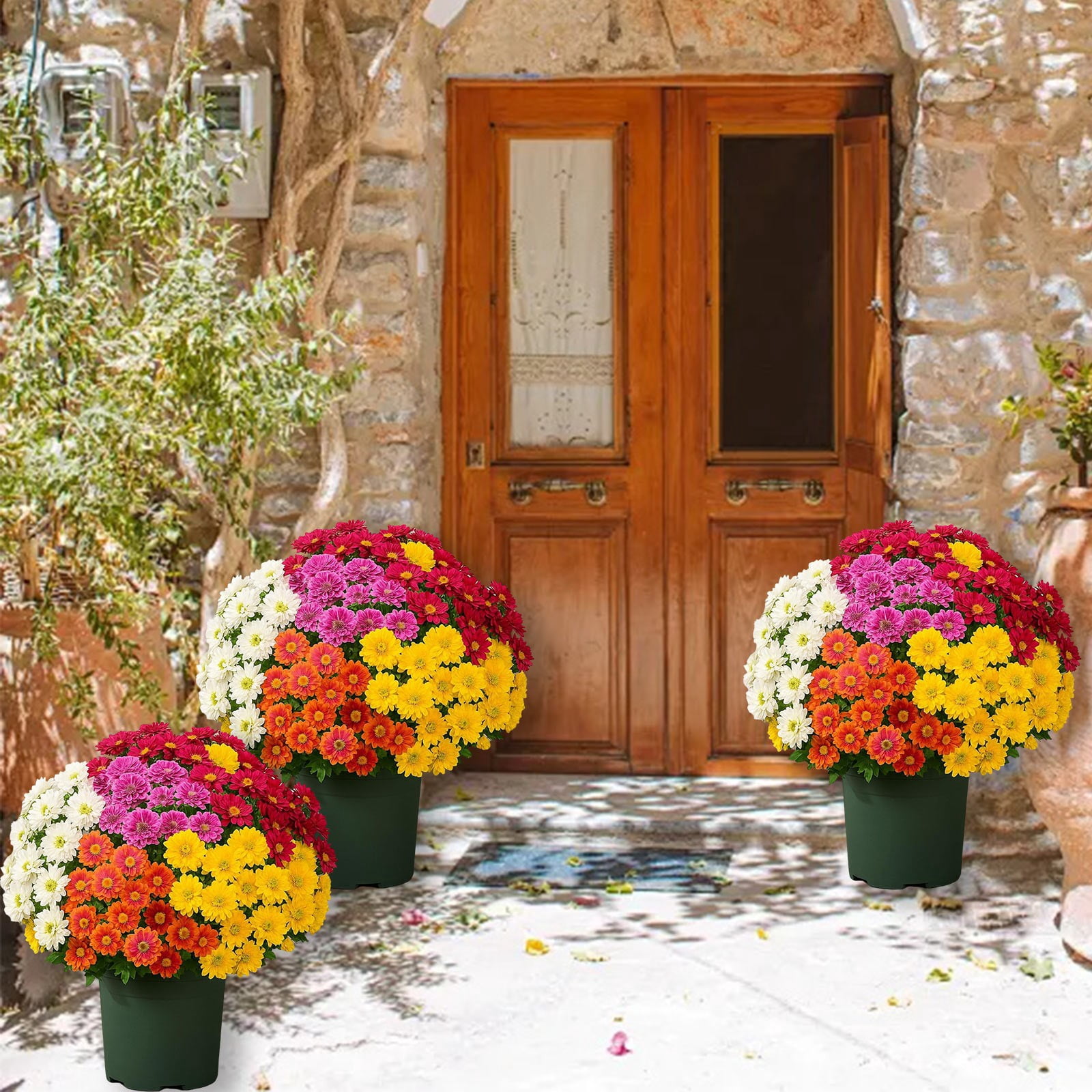 15 Pcs Artificial Sunset Mums, Artificial Outdoor Sunset Mums Flowers, Faux Mums UV Resistant Realistic Fake Fall Flowers Outside for Garden Planter Porch Home Autumn Decor