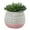 Pink, variant on 5" Artificial Cactus in Ceramic Pot, by Flora Bunda