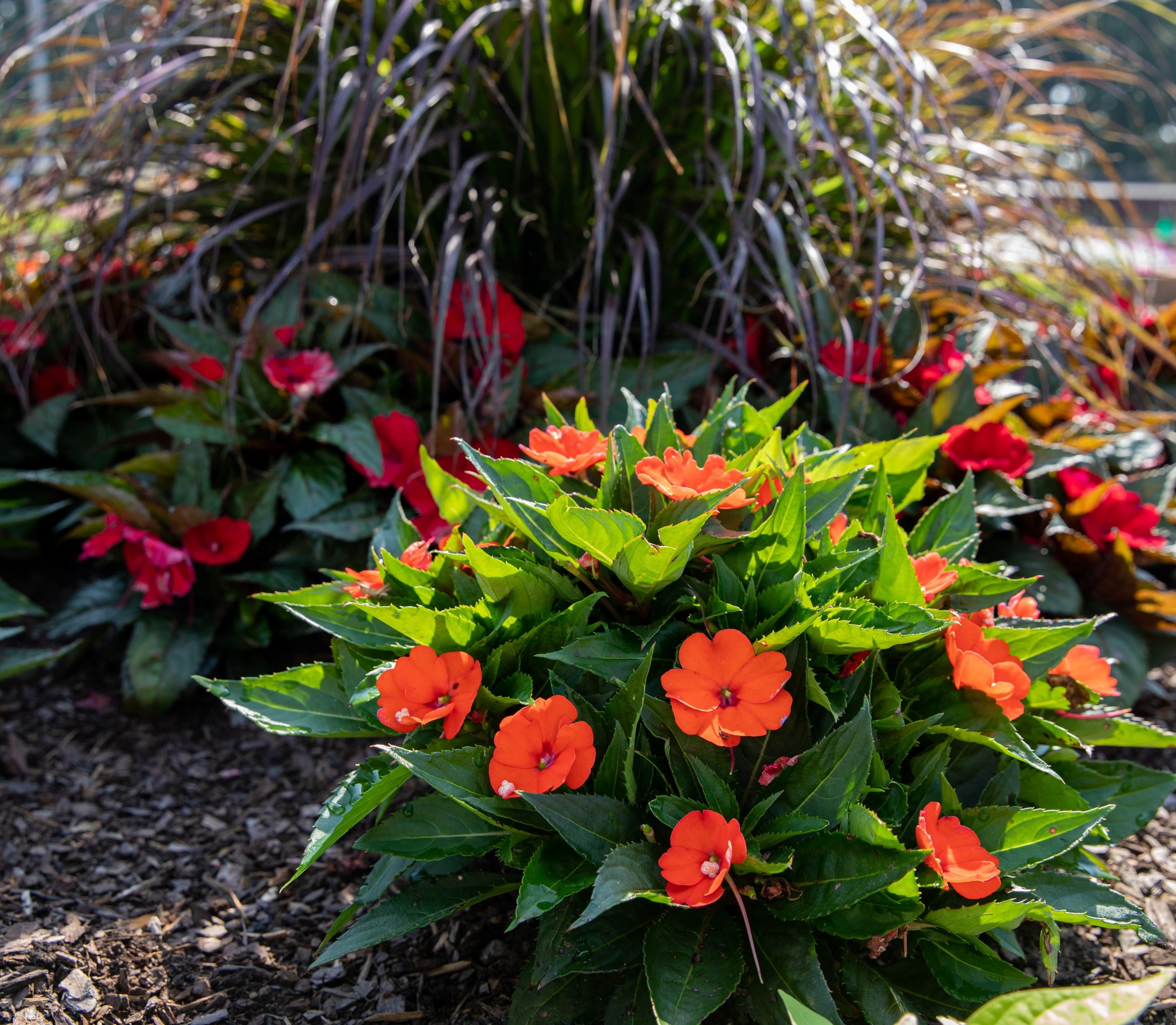 Sunpatiens 2.5QT Multicolor Impatiens Live Plants with Grower Pot