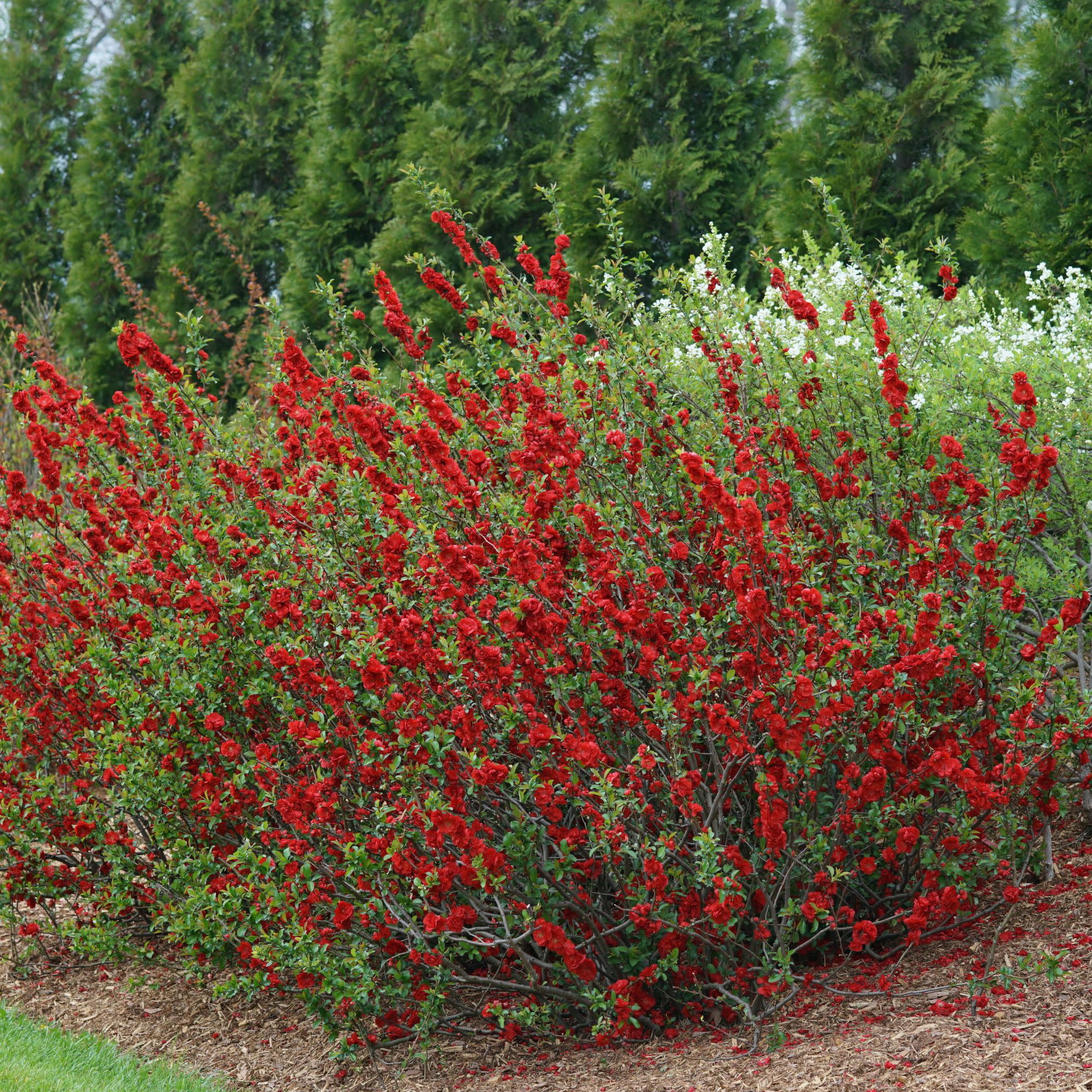 Proven Winners ColorChoice 5" Red Double Take Scarlet Quince Live Plant in 4.5" Pot (4 Count)