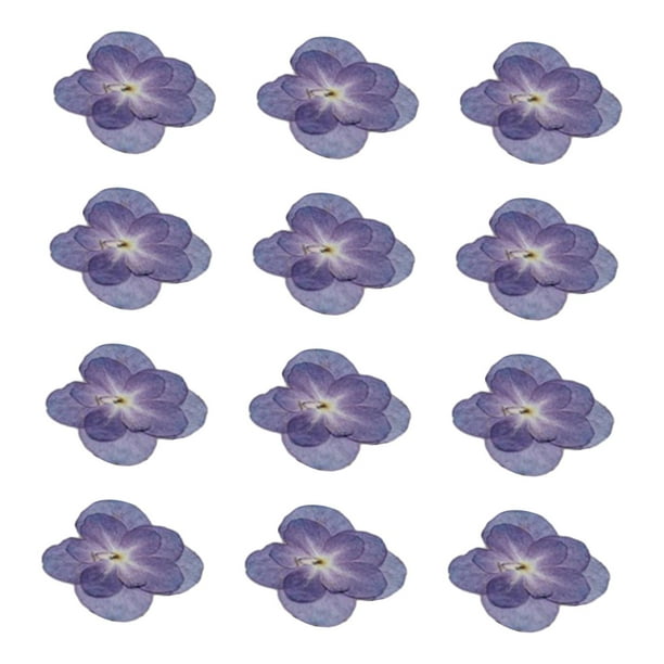 12x Flores secas de hortensias Flores de hortensias dobles Flores prensadas secas moradas para pinturas cortadas con jabón hechas a mano