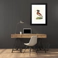 thumbnail image 4 of George Shaw 17x24 Black Modern Framed Museum Art Print Titled - Crested Ibis (1789-1813), 4 of 5