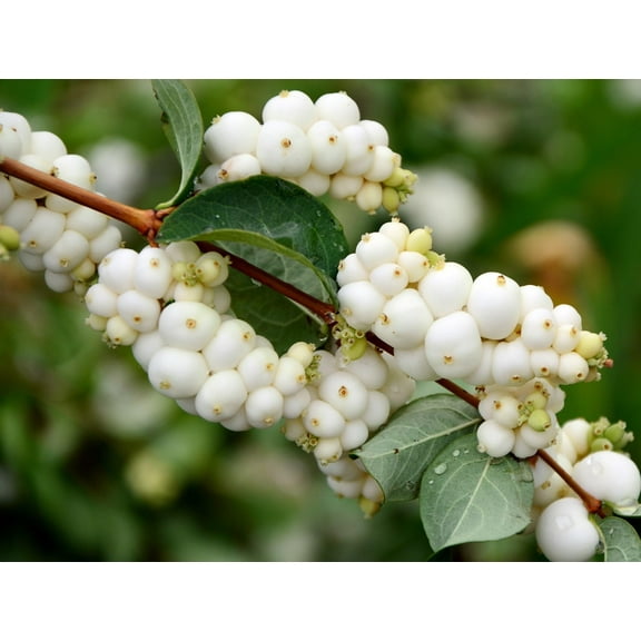 Snowberry Bush Seedlings for Planting - Symphoricarpos Albus (1 Seedling)