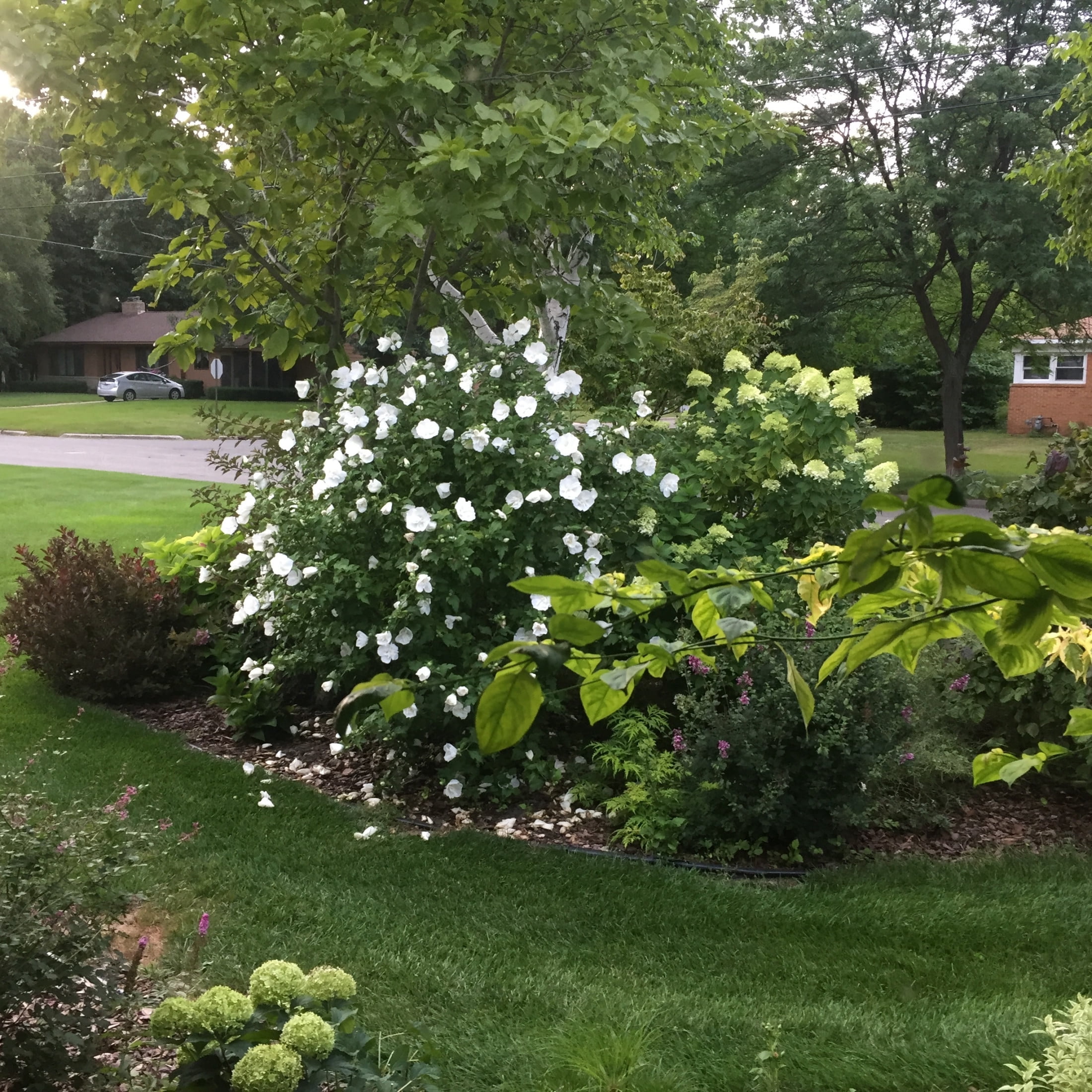 Proven Winners ColorChoice 6" White Chiffon Rose of Sharon Live Plant in 7.5" Pot