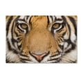 thumbnail image 1 of Lion Portrait 1 by Robert Harding Picture Library, 16x24-Inch Canvas Wall Art, 1 of 9