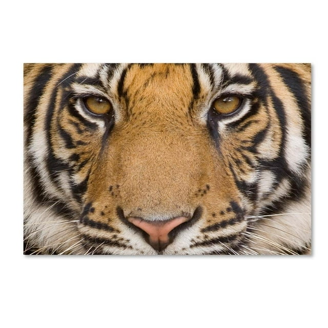 Lion Portrait 1 by Robert Harding Picture Library, 16x24-Inch Canvas Wall Art