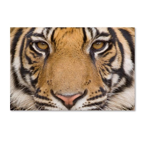 Lion Portrait 1 by Robert Harding Picture Library, 16x24-Inch Canvas Wall Art