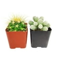 thumbnail image 2 of Live Cactus Assorted Pack, Cactus Gift Decoration - 4 Succulents, 2 of 4