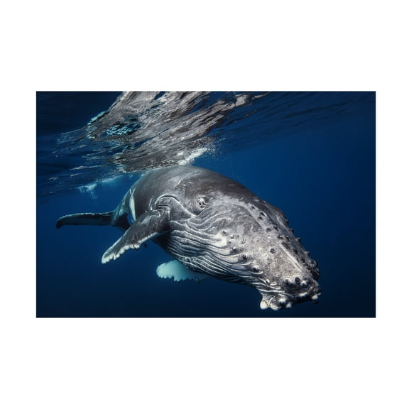 Barathieu Gabriel 'Humpback Whale' Canvas Art
