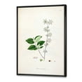 thumbnail image 5 of Ancient Botanicals XV 12 in x 20 in Framed Painting Canvas Art Print, by Designart, 5 of 5