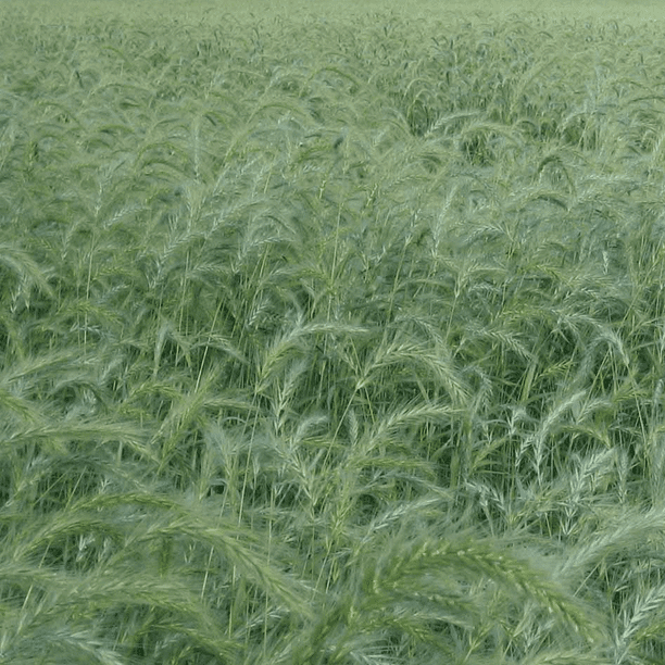 Everwilde Farms 1/4 Lb Canada Wild Rye Native Grass Seeds Gold