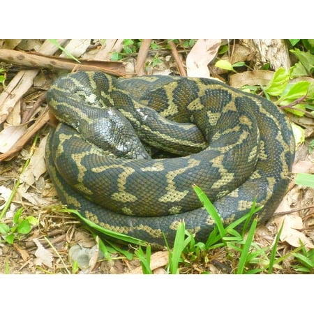 Snake Pattern - Laminated Poster Python Snake Pattern Reptile Scale Wildlife Poster Print 11 x 17