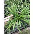 thumbnail image 3 of Green Spider Plant – Live Indoor Air Purifying Houseplant in Pot – Easy Care Chlorophytum for Home or Office Decor, 3 of 3