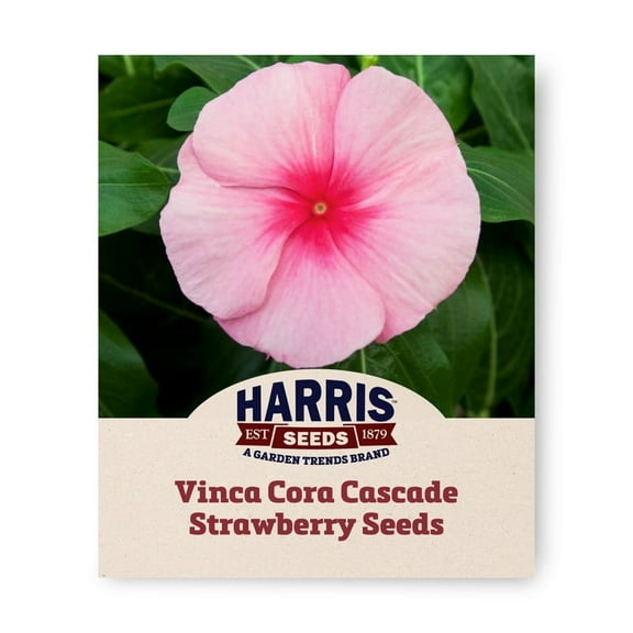 Harris Seeds -Vinca Seeds - Cora Cascade Strawberry F1 Variety - Large Flowers - 100 Seeds
