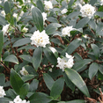 thumbnail image 3 of Daphne White Live Shrubs, Fragrant Evergreen with Elegant White Blooms, 3 of 6