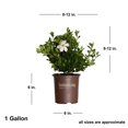 thumbnail image 4 of Southern Living Scentamazing Gardenia Live Shrub in 2.5-Quart Grower Pot, 4 of 7