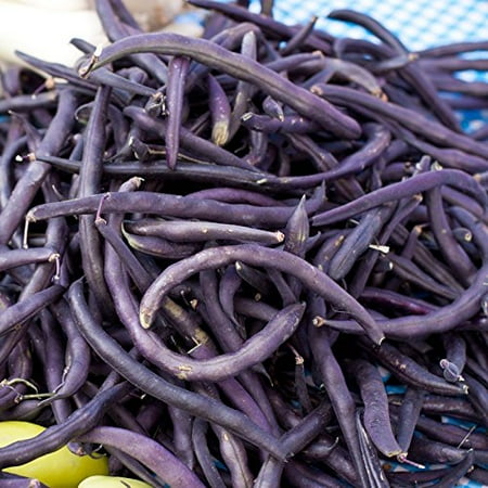 Lily Pad Garden - Bean Royal Purple Pod Bush Great Heirloom Garden Vegetable 100 Seeds