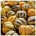 thumbnail image 3 of Everwilde Farms - 1/4 lb Sweet Dumpling Winter Squash Seeds - Gold Vault Bulk Seed Packet, 3 of 3