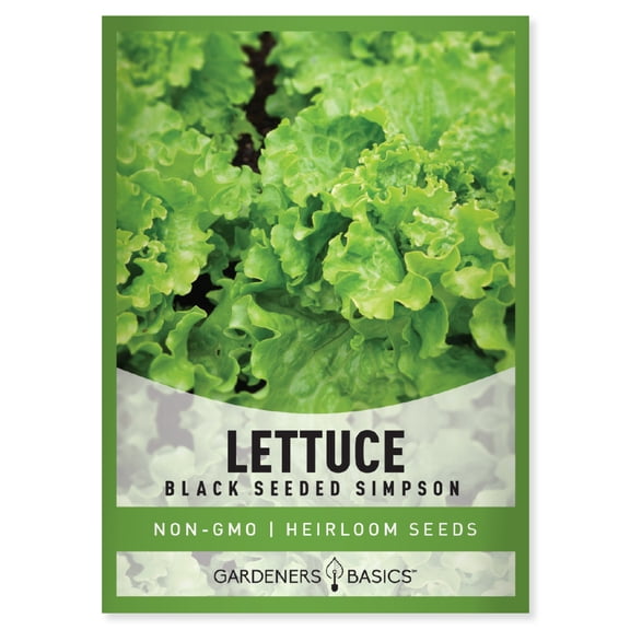 Black Seeded Simpson Lettuce Seeds