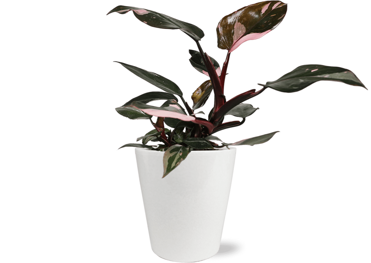 "Wild Interiors Live Indoor Plant 12"" Tall Pink Princess Philodendron in 5"" Decorative Ceramic Pot"