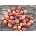 thumbnail image 4 of TomorrowSeeds - Knuckle Purple Hull Cowpea Seeds - 60+ Count - For 2026 Planting Brown Crowder, 4 of 9