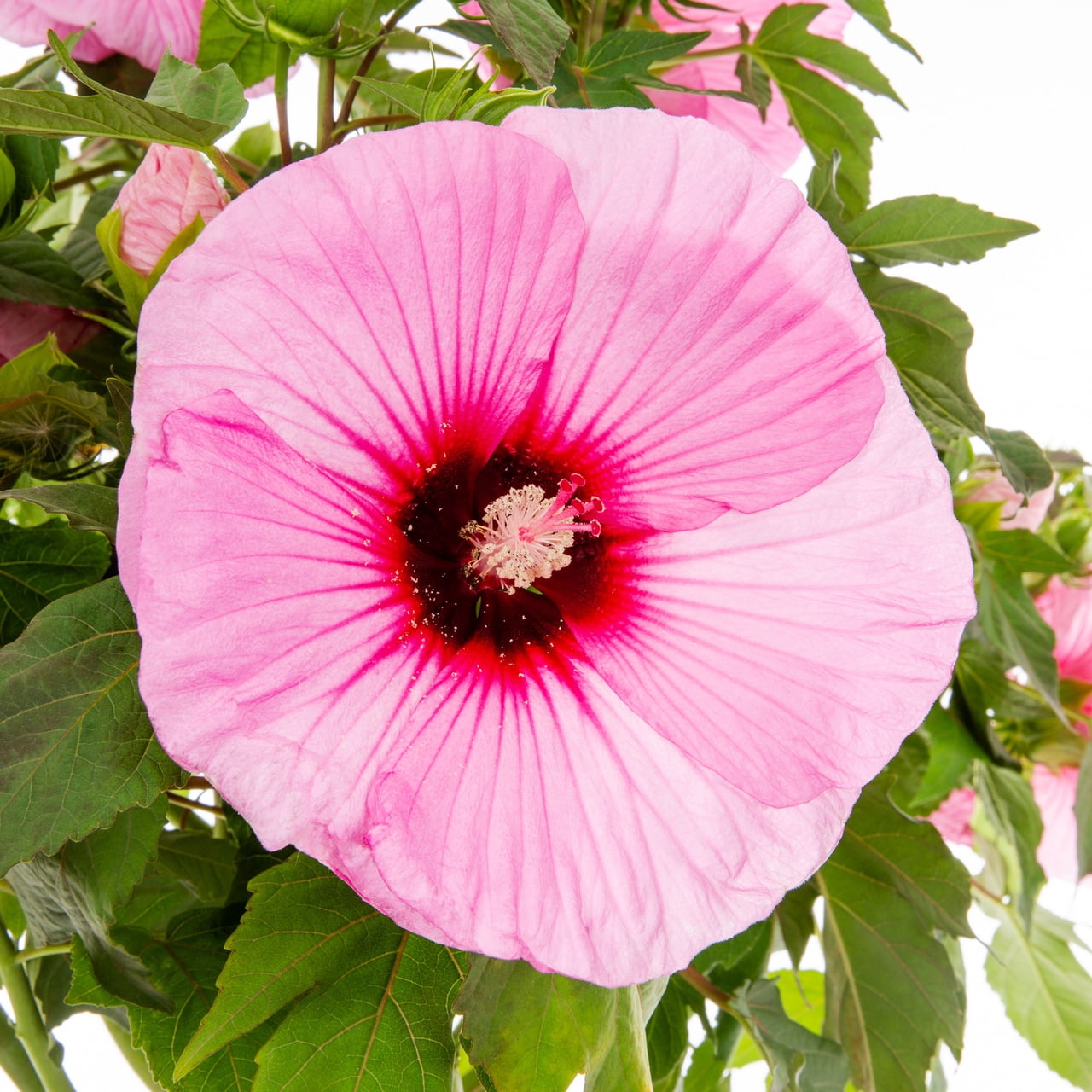 Proven Winners 2gal Multicolor Hibiscus Summerific Cherry Choco