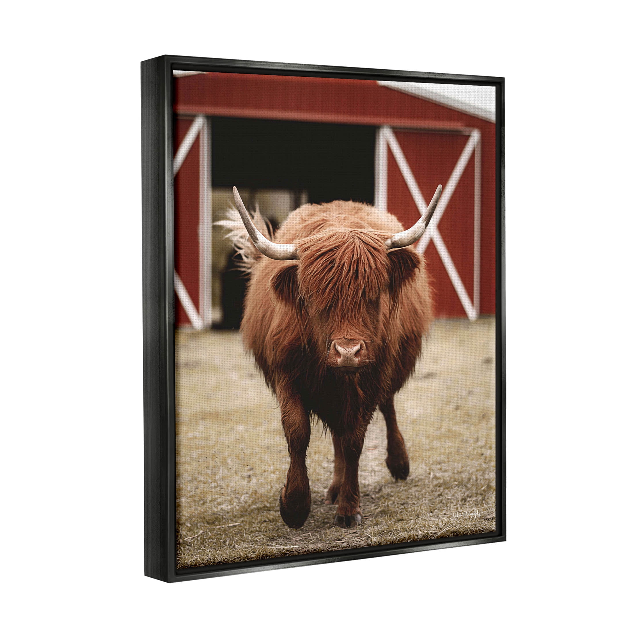 Stupell Industries Trotting Highland Cattle Bold Red Barn Photograph Jet Black Floating Framed Canvas Print Wall Art, Design by Dakota Diener