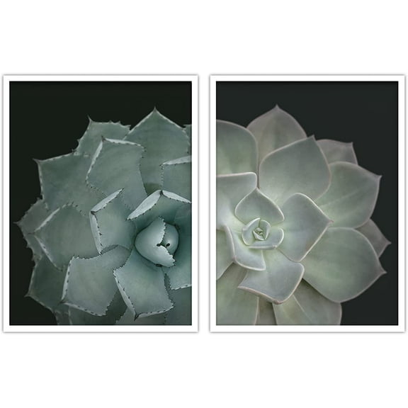 PixonSign Framed Wall Art Collage Print Gallery Set Spiked Breaker Succulent Duo Botanical Plants Photography Realism Modern Multicolor Warm for Living Room, Bedroom, Office - 12"x16"x2 WHITE