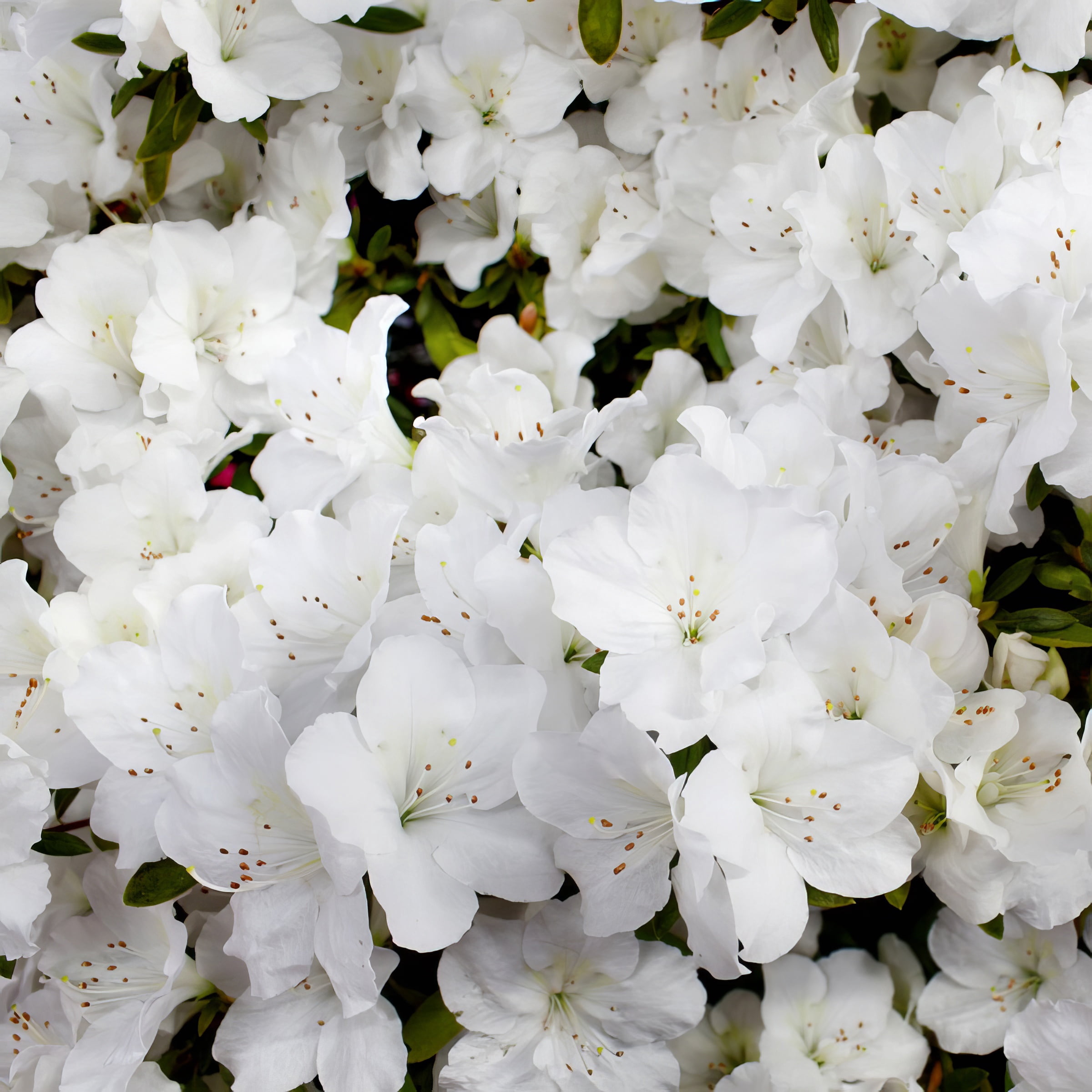 3 gal Azalea Delaware Valley White Live Shrub with Partial Shade
