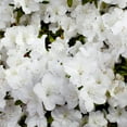 thumbnail image 4 of 3 gal Azalea Delaware Valley White Live Shrub with Partial Shade, 4 of 9