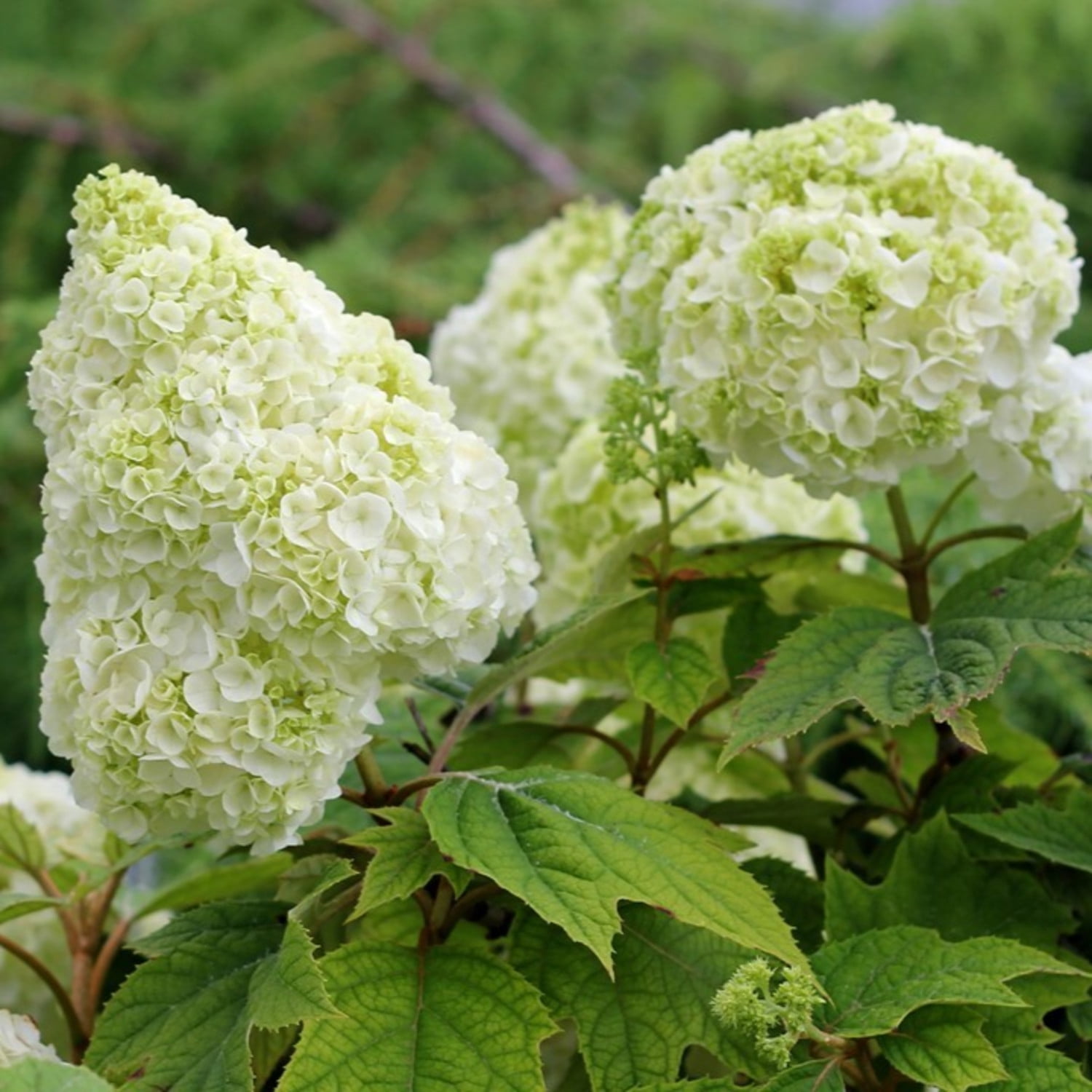 Proven Winners ColorChoice 5" Multicolor Gatsby Moon Oakleaf Hydrangea Live Plant in 4.5" Pot (4 Count)