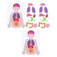 thumbnail image 3 of 2 Sets of Teaching Aids Human Organs Models DIY Teaching Aids for Children, 3 of 8