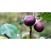 Pixies Gardens Celeste Fig Tree Yields Huge Quantities of Medium-Sized Delicious Sweet Fruit That Have A Shiny Purplish Bronze Skin and Pink-Amber Flesh (1 Gallon Potted)