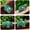 Green Aventurine Quartz, variant on K-KED Natural Quartz Crystal Carved Longevity Tortoise Animal Turtle Energy Gemstone-Green Aventurine Quartz