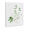 thumbnail image 2 of Stupell Industries Farmhouse Mint Sprigs Best of Herbs Watercolor Garden Plants Canvas Art, 16 x 20, by Verbrugge Watercolor, 2 of 7