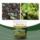 thumbnail image 4 of ¡Liquidación! Hormonas de enraizamiento en polvo para plantas de jardín. Potenciador de enraizamiento para plantas. Promueve el crecimiento saludable de las plantas. Multicolor., 4 of 8