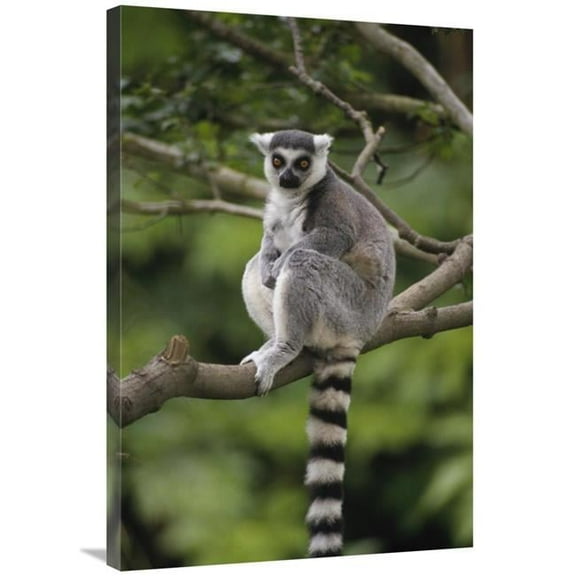 24 x 36 in. Ring-Tailed Lemur Sitting on Tree Branch, Madagascar Art Print - Gerry Ellis