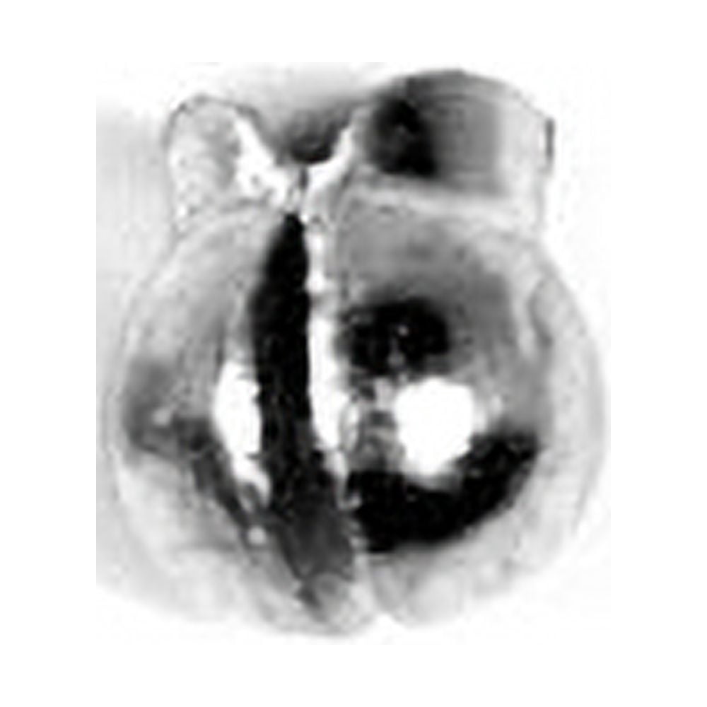 Eagle Claw Removable Split Shot Weight, Tin, Size 3, 6 Pack