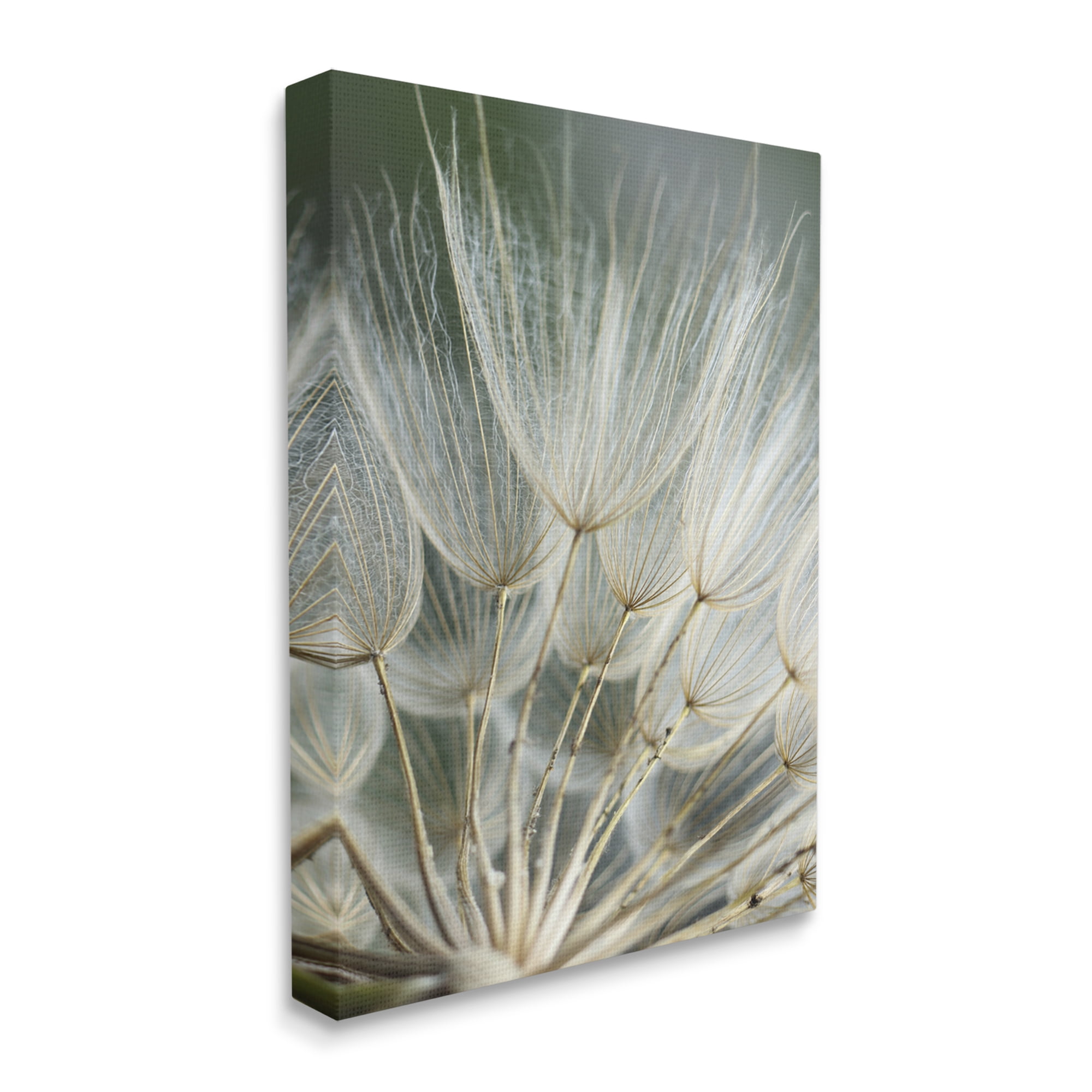 Stupell Industries Soft Dandelion Photography Botanical & Floral Photography Gallery Wrapped Canvas Art Print Wall Art, 24 x 30