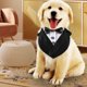 thumbnail image 4 of Formal perro esmoquin boda perro bandana collar perro collar con pajarita ajustable perro pajarita collar bandana, 4 of 5
