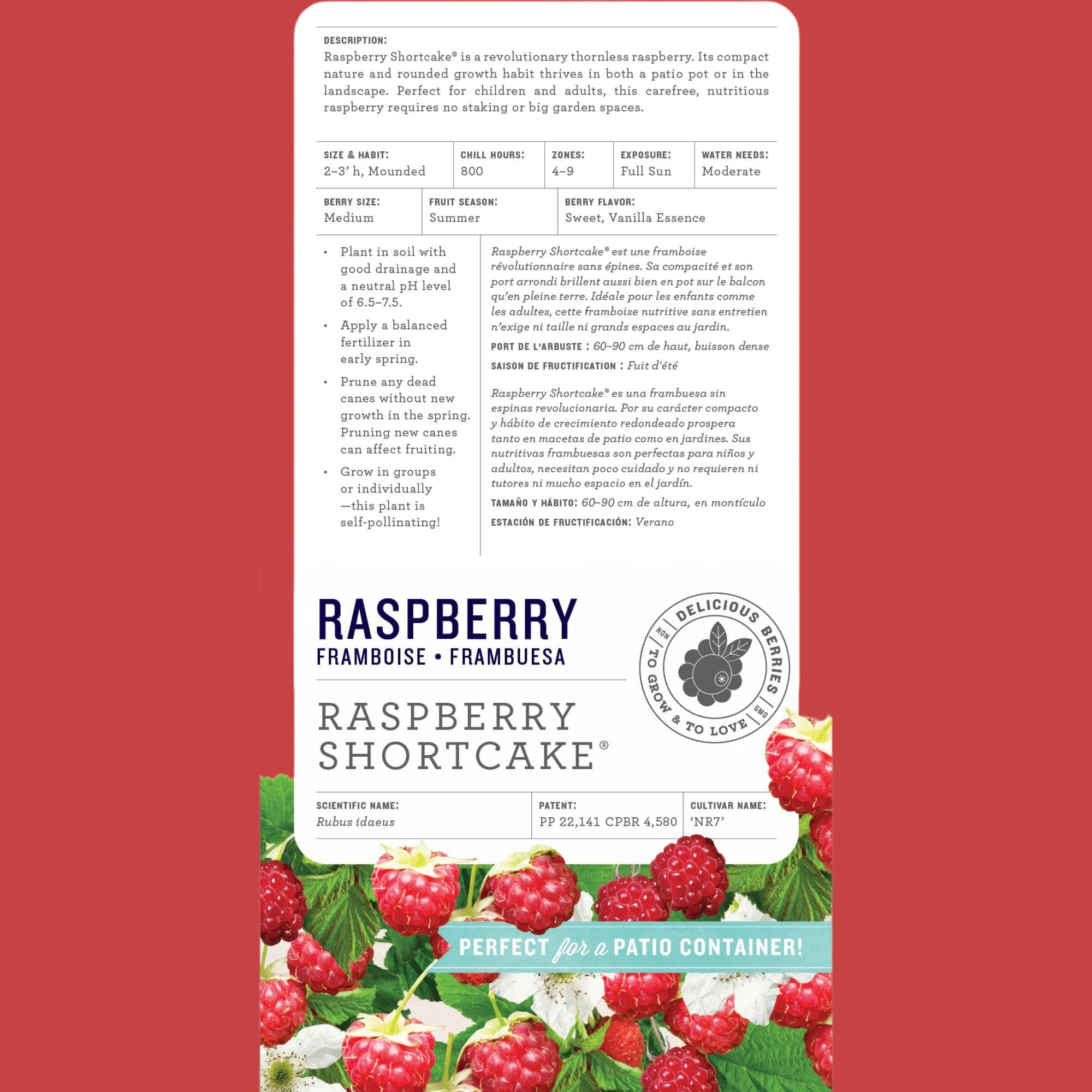 Bushel & Berry Raspberry Shortcake Live Shrub in 2-Gallon Grower Pot