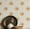 Off White & Beige (Plain Vinyl), variant on S4sassy Self-Stick Decorative Boho Wallpaper, Sun Dot Print Walls Paper, Vinyl Waterproof Contact Paper, White, 25"x60"inch Removable Renter Friendly Wall Covering For Bedroom, Dining room